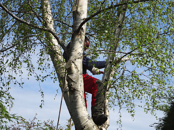 Best Tree Removal  in USA